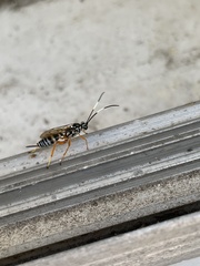 Polycyrtus neglectus