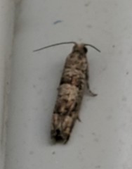 Pseudexentera knudsoni