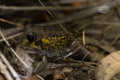Hooting Frog photo 2