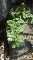Boerhavia repens