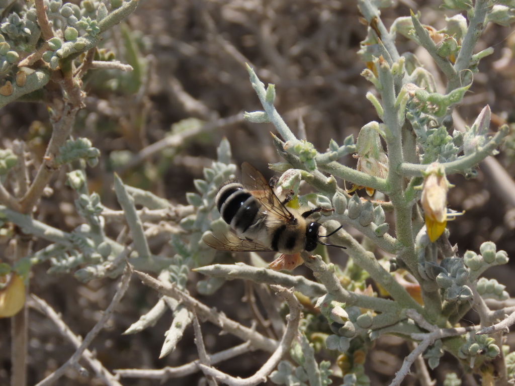 Caupolicana quadrifasciata