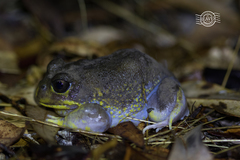 Hooting Frog photo 3