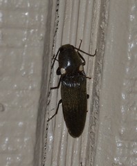 Deilelater physoderus