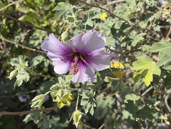 Malva subovata bicolor