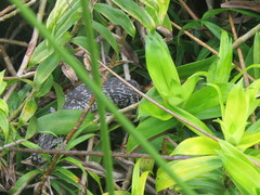 Cyclodomorphus gerrardii