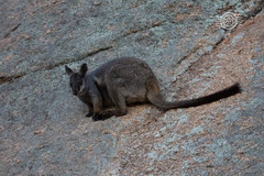 Petrogale lateralis