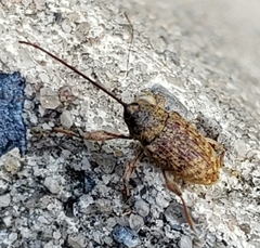 Curculio proboscideus