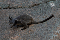 Petrogale lateralis