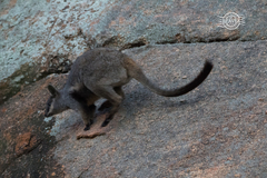 Petrogale lateralis