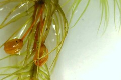 Bartramia mossmaniana