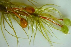 Bartramia mossmaniana