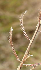 Pogonarthria squarrosa