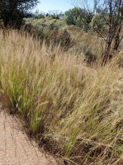 Pogonarthria squarrosa