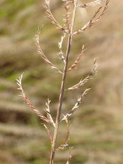 Pogonarthria squarrosa