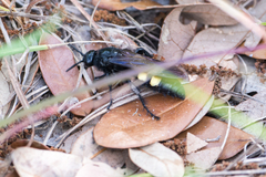 Pygodasis quadrimaculata