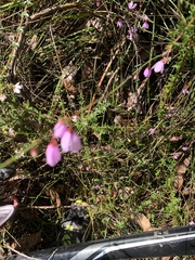 Tetratheca bauerifolia