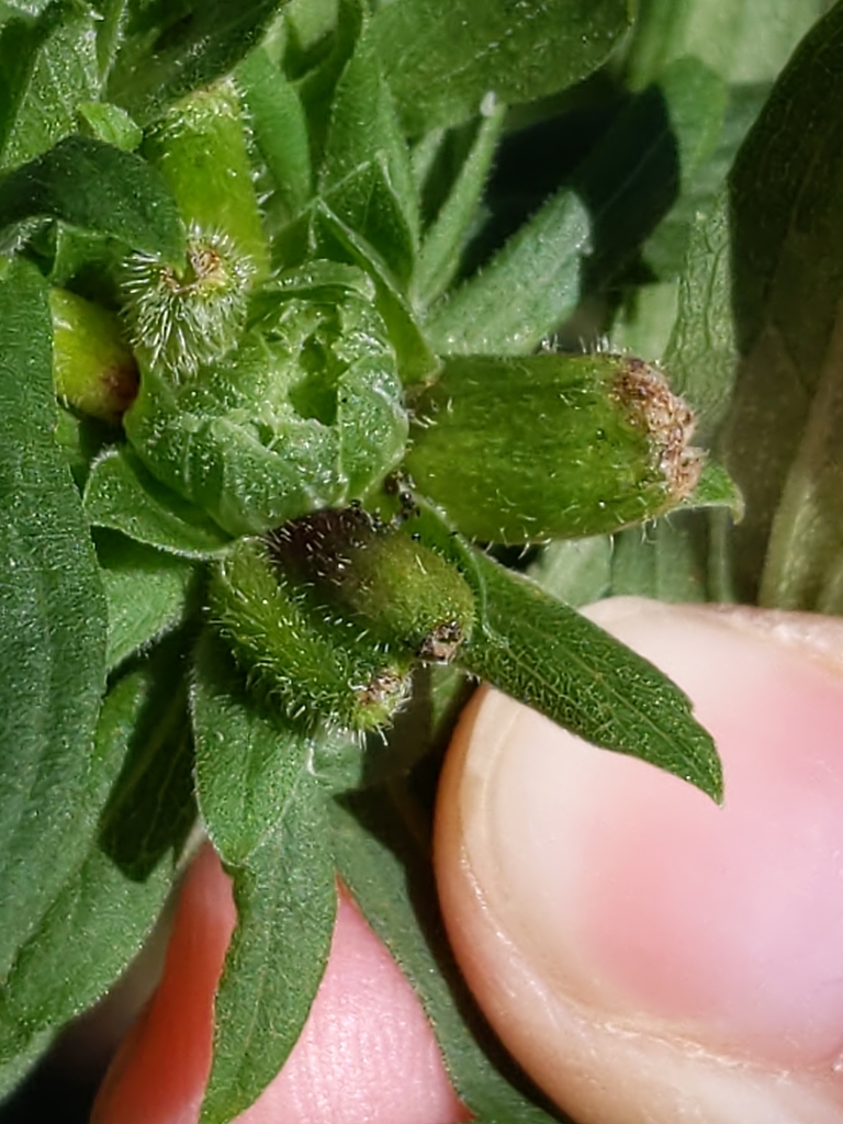 Downy Flower Gall Midge