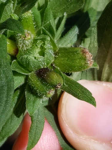 Downy Flower Gall Midge