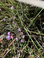 Tetratheca bauerifolia