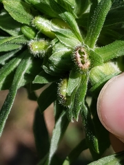 Rhopalomyia anthophila