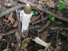 Phallus merulinus