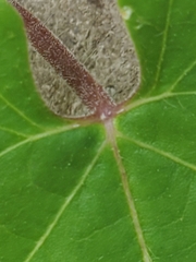 Matelea edwardsensis