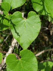 Matelea edwardsensis