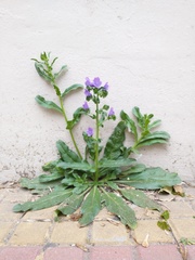 Echium plantagineum