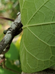 Matelea edwardsensis