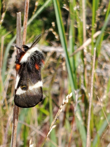 Barrens Buck Moth photo 5