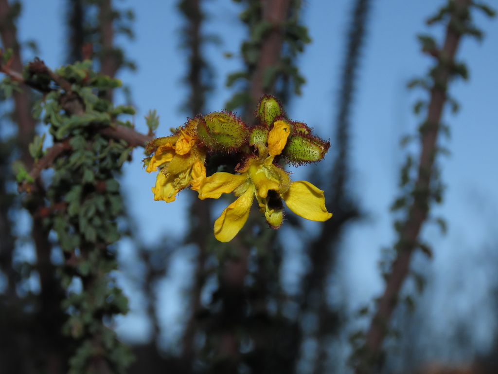 Balsamocarpon brevifolium