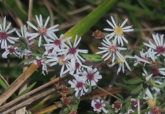 Symphyotrichum lateriflorum lateriflorum