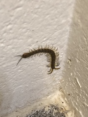 Hemiscolopendra