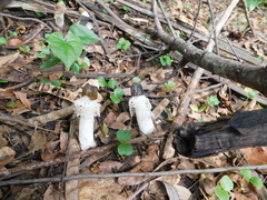 Phallus merulinus