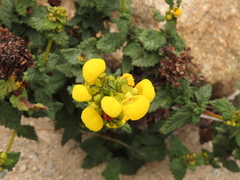 Calceolaria collina subincisa