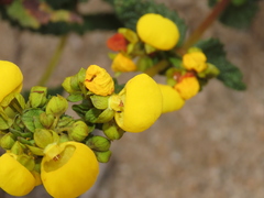 Calceolaria collina subincisa