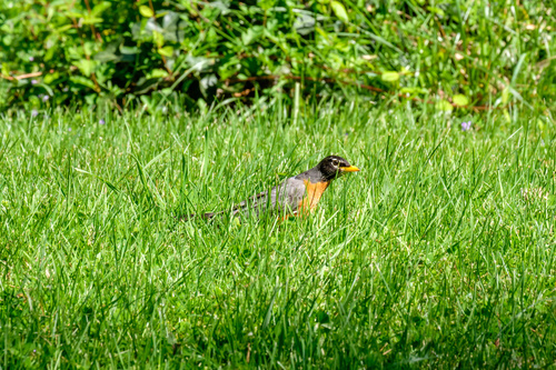 American Robin photographed in Tennessee