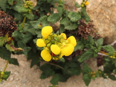 Calceolaria collina subincisa