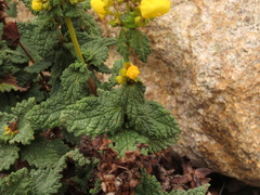 Calceolaria collina subincisa