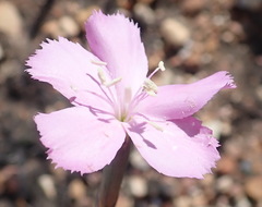 Dianthus thunbergii