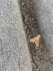 Antigastra catalaunalis