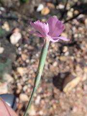 Dianthus thunbergii