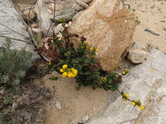 Calceolaria collina subincisa