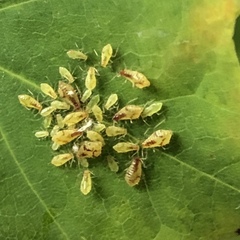 Periphyllus lyropictus