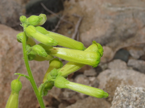 Image of Nicotiana solanifolia by (c) Nicolás Lavandero, some rights reserved (CC BY)