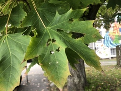 Periphyllus lyropictus