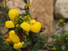 Calceolaria collina subincisa
