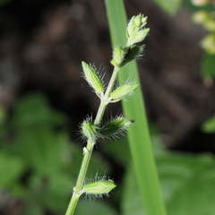 Salvia podadena