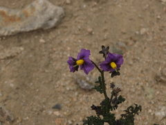 Solanum remyanum