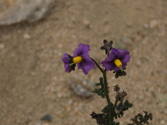 Solanum remyanum